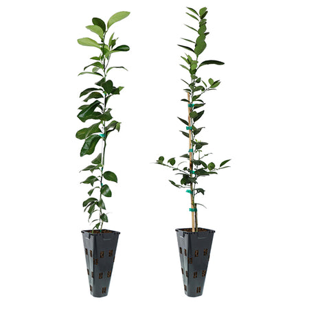 Meyer Lemon + Key Lime Tree Pack