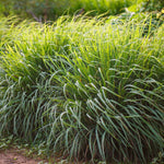 Lemon Grass
