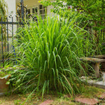 Lemon Grass