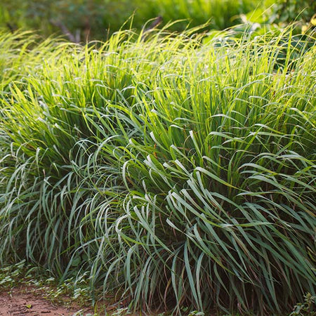 Lemon Grass