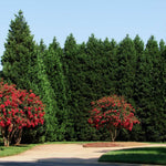 The ultimate in privacy, Leylands make a terrific backdrop for other plantings like these Crape Myrtle.