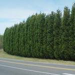 Leylands are perfect for vast fencing.