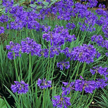 Lily of the Nile (Purple) Plant