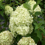 Bright Lime Colored Blooms