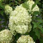 Lime Colored Blooms