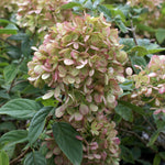 In Fall Blooms Turn Pink