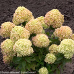 Blooms Turn Pink in Fall <br>Courtesy of Proven Winners - www.provenwinners.com