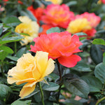 Livin' Easy™ and Easy Going™ Two-fer® Rose Tree