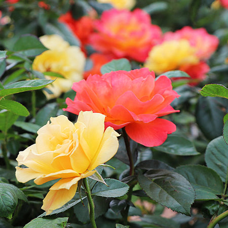 Livin' Easy™ and Easy Going™ Two-fer® Rose Tree