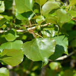 Lombardy Poplar Tree