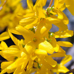One of the brightest and most yellow blooms in nature.