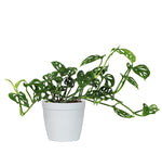 Monstera Adansonii Plant