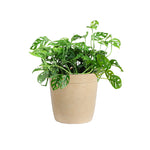 Monstera Adansonii Plant