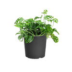 Monstera Adansonii Plant