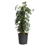 Monstera Adansonii Plant
