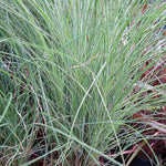 Morning Light Miscanthus has a white variegation along the blade edge.