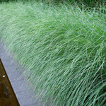 Morning Light Miscanthus