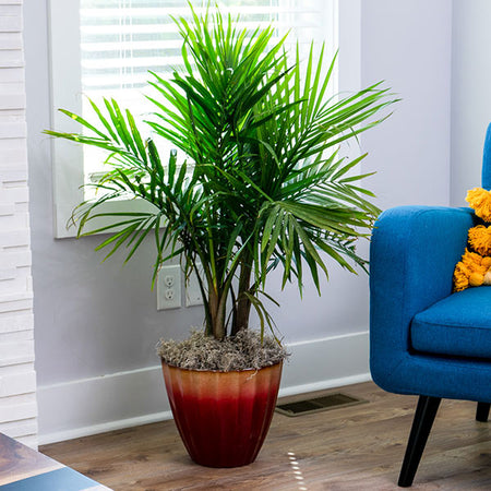 Majesty Palm Tree
