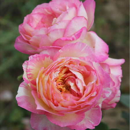 Marc Chagall™ Rose