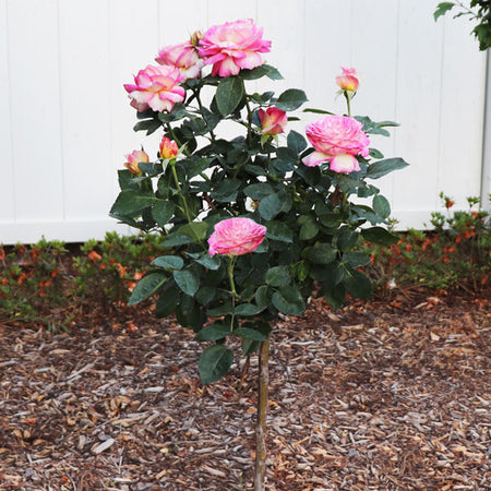 Marc Chagall™ Rose Tree