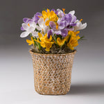 Spring Blooming Mixed Crocus Bulbs Pot