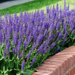 May Night Salvia Plant