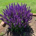 May Night Salvia Plant