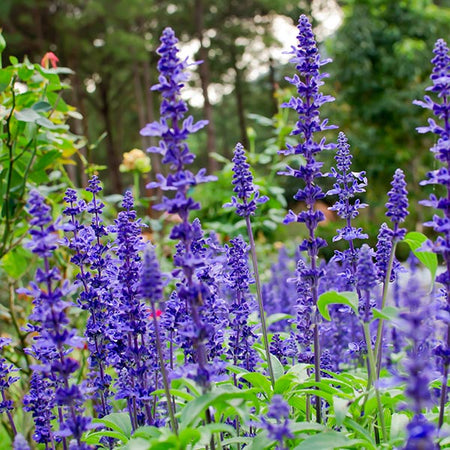 May Night Salvia Plant