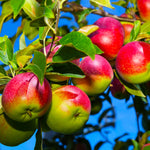 McIntosh Apple trees produce a reliable crop of moderately large apples.