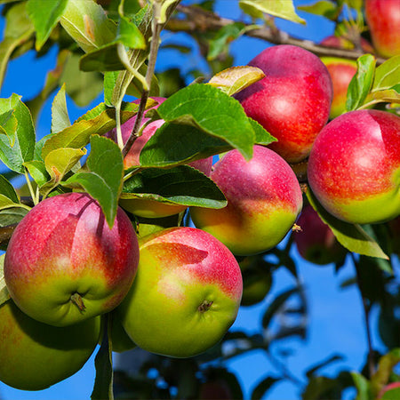 McIntosh Apple Tree