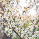 Plums flower in spring, filling the tree with white blossoms.