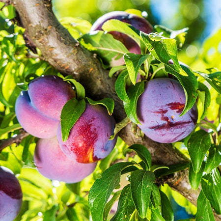 Methley Plum Tree