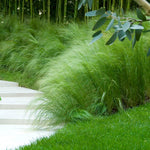 Mexican Feather Grass
