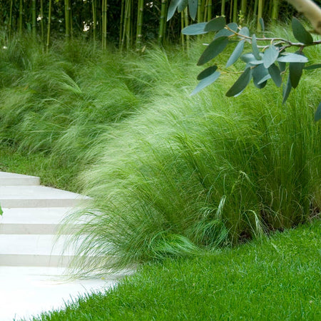 Mexican Feather Grass