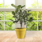 Meyer Lemon Gift Tree