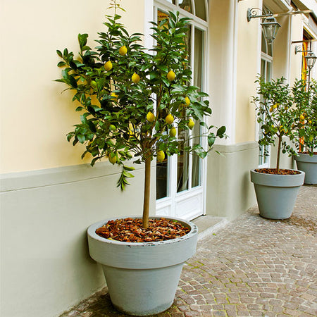 Meyer Lemon Tree