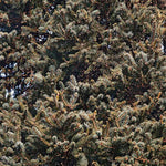 Meyer Spruce Tree