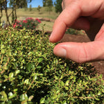 Tiny Leaves on a tiny shrub reaching just 1-2' tall.