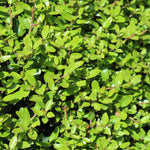 Spring growth is bright green.