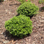 Micron® Holly Shrub