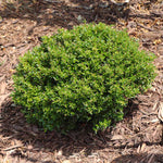 Micron® Holly Shrub