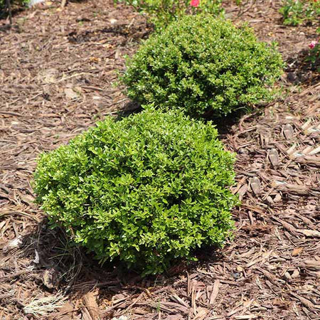 Micron® Holly Shrub