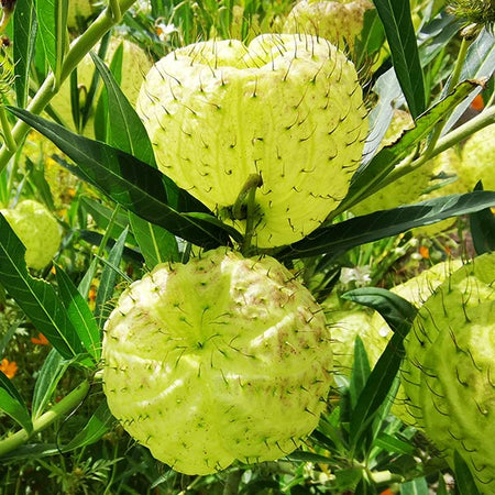 White Milkweed Tree
