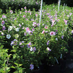 Our 5 gallon Minerva Rose of Sharon.