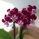 Purple Mini Orchid