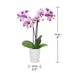 Mini Orchid