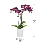 Mini Orchid