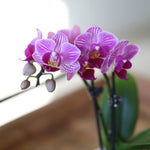 Pink Mini Orchid