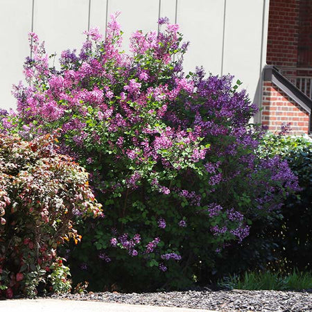 Miss Kim Lilac Shrub