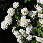 Pyracantha Mohave Shrub
